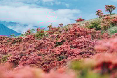 葛城山杜鹃花季避开人潮的两款早起住宿方案