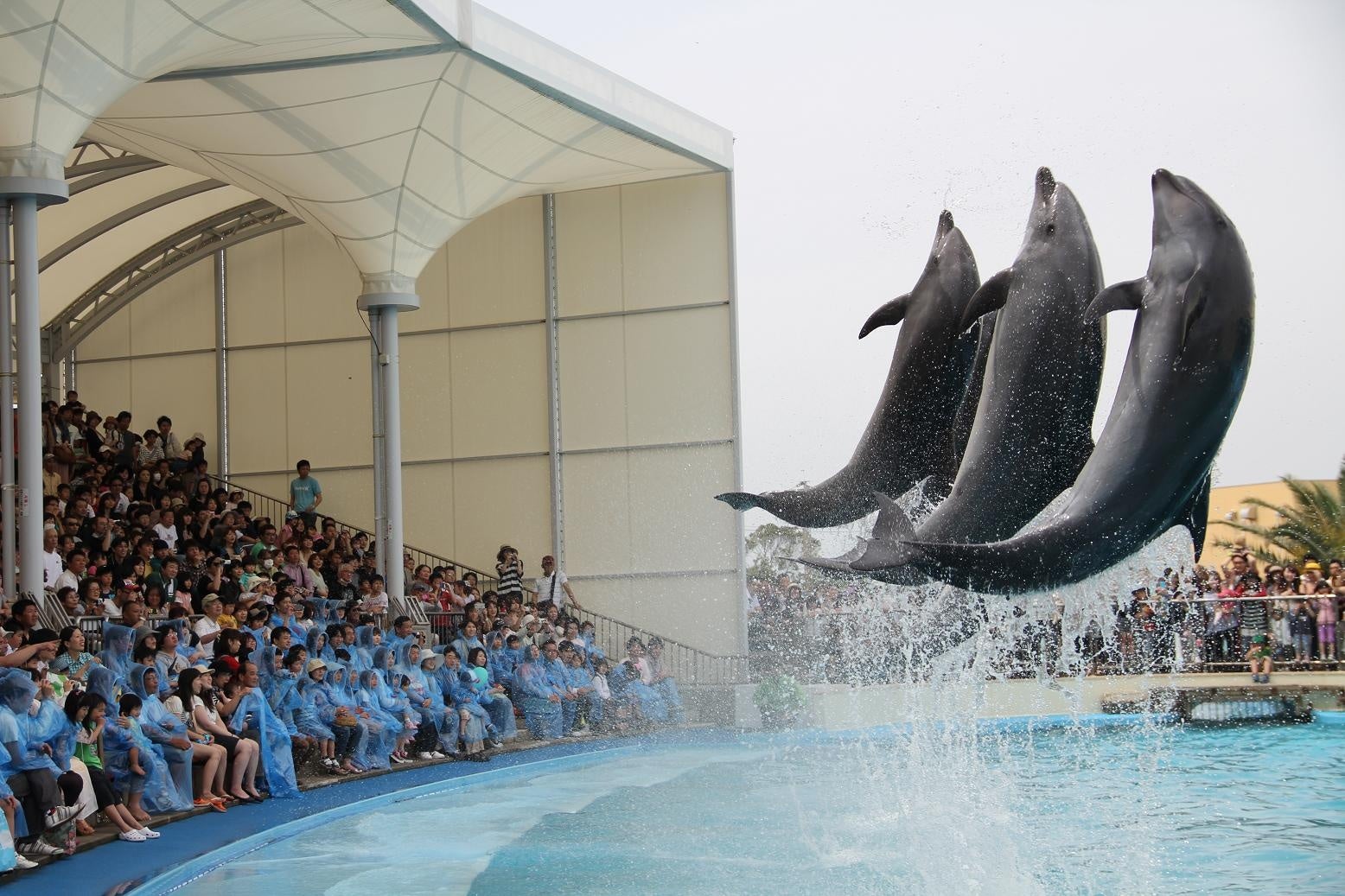 การแสดงโลมา SPLAP สุดพิเศษเฉพาะฤดูใบไม้ผลิกำลังจะมาที่ Minamichita Beachland! ฉลองครบรอบ 20 ปี Toy Kingdom ในไอจิ