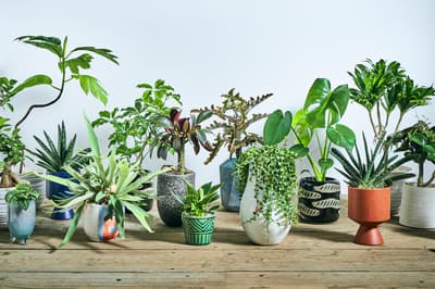 Aoyama Flower Market abre una nueva ubicación en Oimachi Tracks el 28 de marzo con la sección de plantas de interior más grande