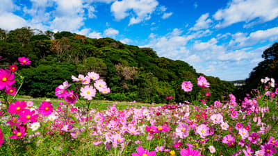 Things to Do in Kanagawa (Yokohama, Kamakura, Hakone) in October