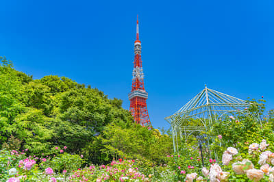 Recommended for sightseeing in Tokyo in May! Introducing events and scenery unique to this time of year!