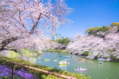 13 Best Cherry Blossom Spots in Tokyo: From Classic to Hidden Sakura Gems