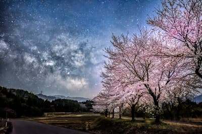 Gerbang Menuju Musim Semi Tainai: 1km Jalan Sakura "Seribu Pohon Sakura di Dasar Sungai Tainai Natsui"