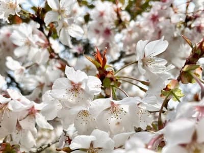 Spring Drive Around Kora, Shiga — Saimyoji Temple's Natural Monument Cherry Blossoms and Omi Wagyu Dining