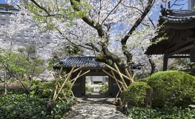 Takanawa Sakura Festival 2026 Returns to Prince Hotels - Experience Spring in Central Tokyo with Cherry Blossoms