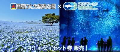 Combo Pre-Sale Tickets Now Available for Hitachi Seaside Park and Aqua World Ibaraki Prefecture Oarai Aquarium