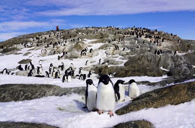 นิทรรศการแอนตาร์กติกาเตรียมจัดที่โตเกียวซัมเมอร์นี้ ฉลอง 70 ปีแห่งการสำรวจแอนตาร์กติกา