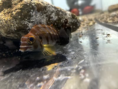 下田海中水族馆 × 稚鱼水族馆儿童节特别展——展出已从稚鱼水族馆"毕业"的鱼儿