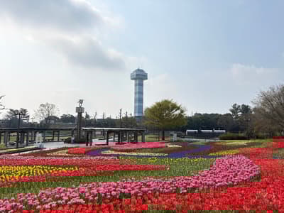 Festival Tulip 2026 di Kaizu Kini Dibuka di Pusat Taman Kiso Sansen