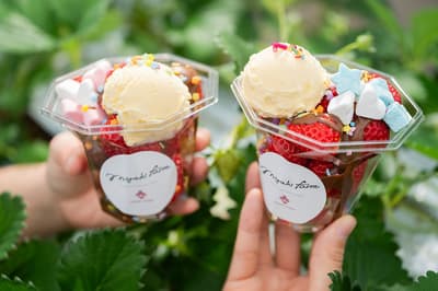 MIGAKI FARM Adds "Chilled Vanilla Ice Cream" Option to Premium Strawberry Picking Plan Starting April 4