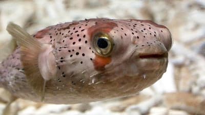 下田海上水族館愚人節展覽探索關於海洋生物的「真假」事實