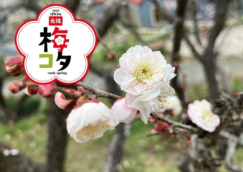 งานอีเวนต์ Umekota 2026 สุดพิเศษของโอซาก้า ชมความงามของบ๊วย 90 สายพันธุ์ จากต้นบ๊วย 240 ต้น