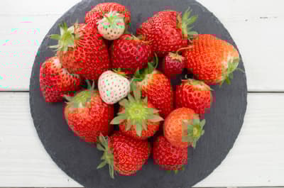 Yunoyama Sosuikyo เปิดตัวประสบการณ์ฟาร์มสตรอว์เบอร์รีสุดพิเศษกับ Patissier ระดับโลก