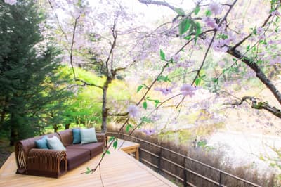 HOSHINOYA Kyoto เปิดตัวโปรแกรมพักสุดพิเศษ “ชมซากุระโอคุอาราชิยามะ” – วันละ 1 กลุ่มเท่านั้น