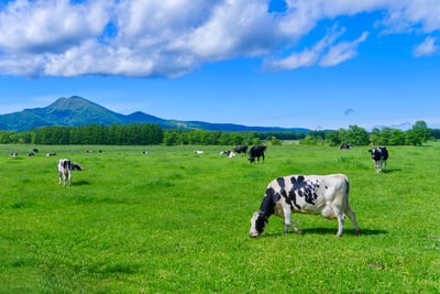 Complete Guide to Hokkaido (Sapporo / Otaru / Hakodate): 25 Best Places to Visit in Hokkaido