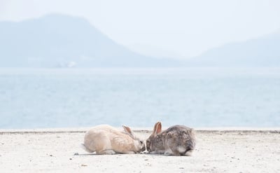 Top 8 Must-See Spots in Takehara & Okunoshima, Hiroshima: Discover “Little Kyoto” and “Rabbit Island”