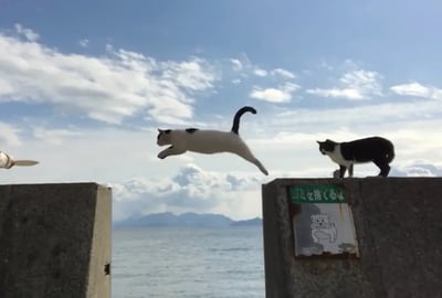 A must-see for cat lovers! Relax on the cat island, Sanagi Island