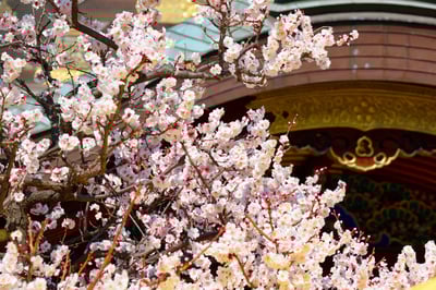 Tokyo Sightseeing in February: Events and Scenery Unique to This Time of Year