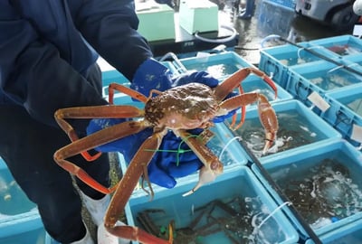교토】바다와 산의 특산물을 만끽하다! 미야마, 아마노바시, 마이즈루, 이네를 돌아보는 어른스러운 교토 맛집 여행