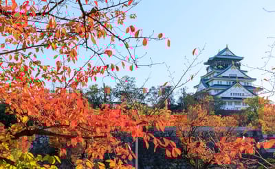 Things to Do in Osaka in November