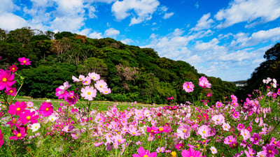 Things to Do in Kanagawa (Yokohama, Kamakura, Hakone) in October