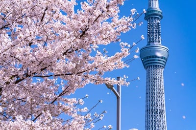 5 Best Things to Do in Tokyo in Spring: Cherry Blossom Viewing, Cultural Experiences, and Travel Tips