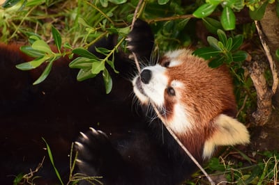 9 Best Spots for Fun with Children in Kyoto