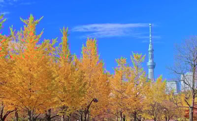 Recommended for sightseeing in Tokyo in November! Introducing events and scenery unique to this time of year!