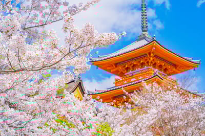 Best Things to Do in Kyoto in April : cherry blossom,Hanamachi dance performance