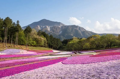Saitama Travel: 7 classic spots you must not miss when sightseeing