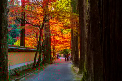 6 Best Things to Do in Hiroshima in November: Festival, Fall Foliage , and Illumination Spots
