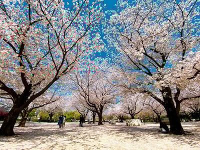 Hanami Spots in Tokyo: Enjoy cherry blossoms in secret spot (Chuo-ku/Koto-ku)