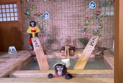 군마현】1박 2일로 여름의 쿠사츠를 만끽! 온천, 음식, 유카타로 즐기는 여름 여행! 공중 산책도 즐기는 액티비티에도 도전!