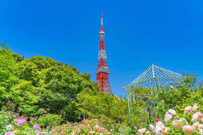 Recommended for sightseeing in Tokyo in May! Introducing events and scenery unique to this time of year!
