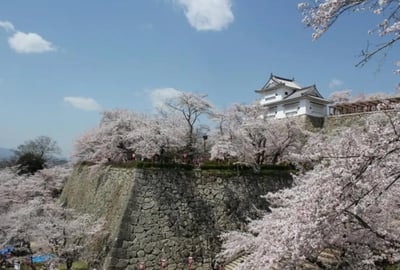 Things to Do in Okayama: Enjoy the Cherry Blossoms and Castle in Tsuyama with SAKUBI-SAKURA!