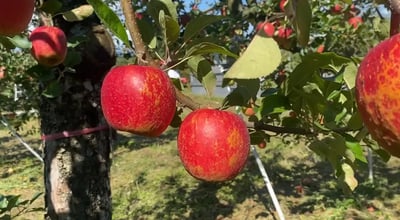 Things to Do in Gunma: Enjoy apple picking and hot springs! Part 1
