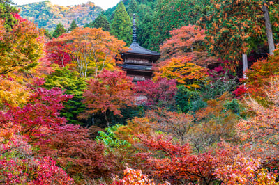 9 Best Things to Do in Hyogo (Koube) in Autumn (September to November)