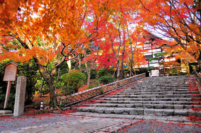 8 Best Places to Visit in Kinkaku-ji Temple, Kamigamo Jinja Shrine and Ryoan-ji Temple Area
