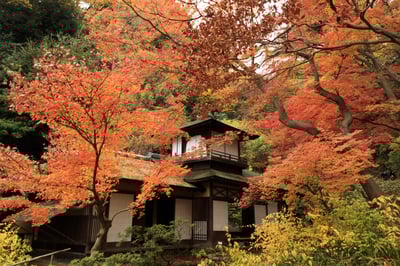 Things to Do in Kanagawa (Yokohama, Kamakura, Hakone) in November