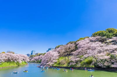 Recommended for sightseeing in Tokyo in April! Introducing events and scenery unique to this time of year!