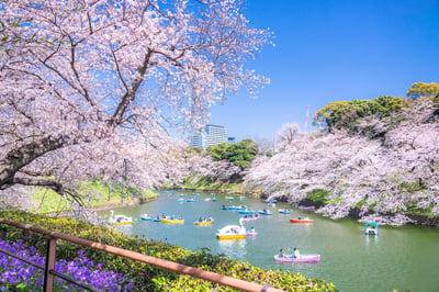 13 Best Cherry Blossom Spots in Tokyo: From Classic to Hidden Sakura Gems