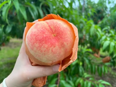 Things to Do Okayama: Enjoy white peach picking experience and exquisite white peach parfait