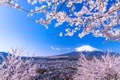 10 Cherry Blossom Spots in Japan: Introducing the Best Sakura Spots
