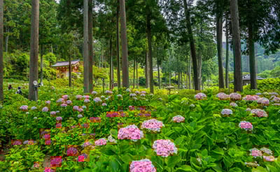 Recommended for sightseeing in Kyoto in June! Introducing the best spots unique to this season!