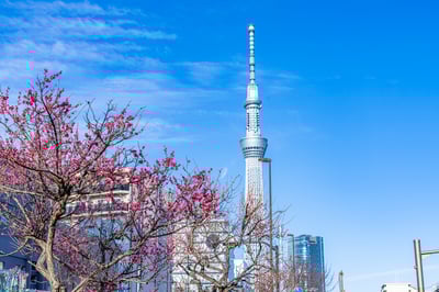 2月的東京觀光:介紹每年這個時候特有的活動和風景