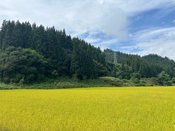 Arrozales de Wani Farm