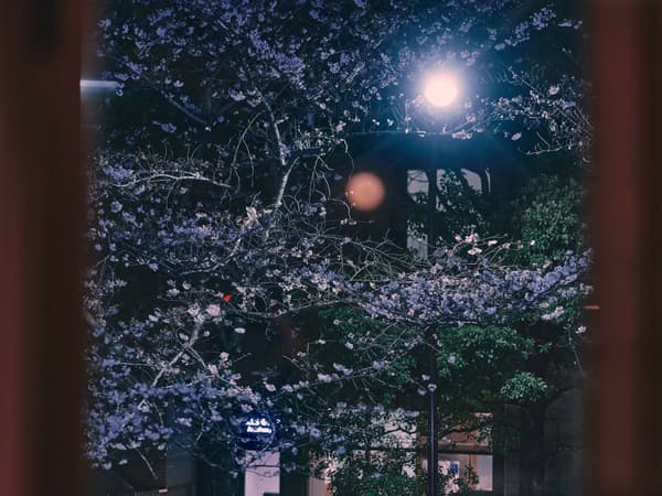 窗外的景色（夜樱）