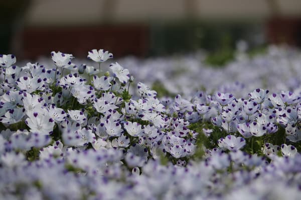 Nemophila 'Maculata'