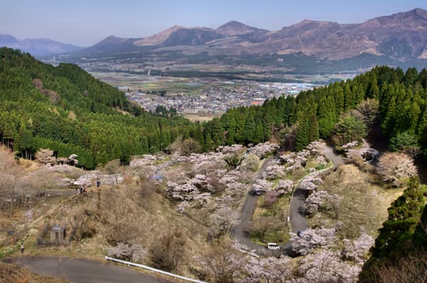 Takamori Pass Thousand Cherry Trees, a long-loved cherry blossom spot