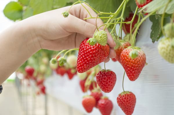 TSUJIGUCHI FARM strawberry fields